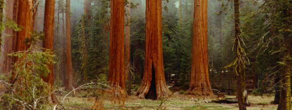 Big trees of the Sequoia National Park
