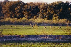 Deer grazing in an open field