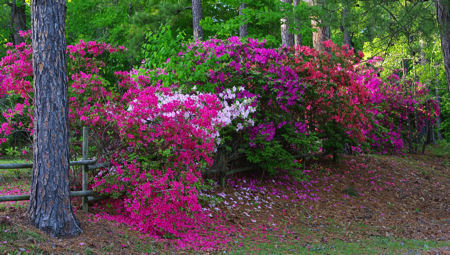 East Texas Park