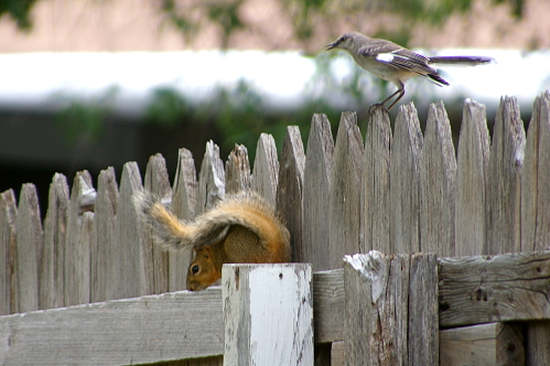 Photo of a mockingbird attacking a squirrel