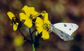White butterfly on yellow flower