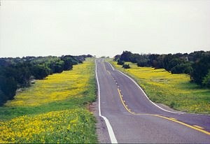 Yellow flowers on Toenail Trail Road, Christoval, Texas
