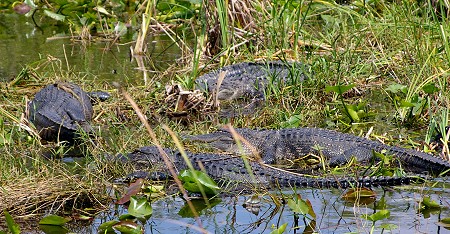 Alligators in the Everglades of Florida