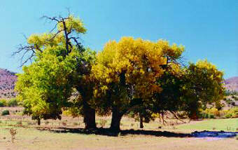 Photo of trees changing color