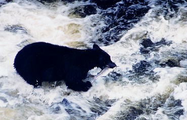 Black Bear in Alaska