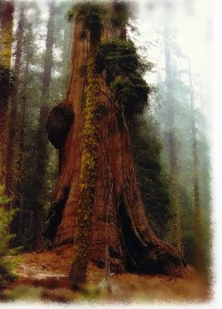 Sequoia National Forrest, California