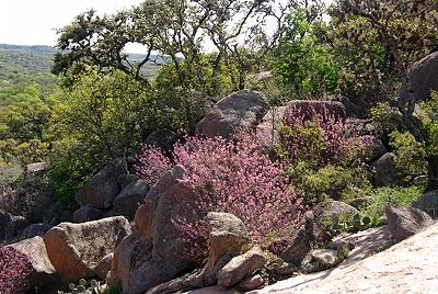 Beauty among the rocks