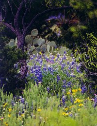 Mix of bluebonnet flowers under a tree