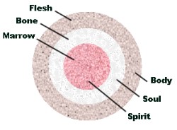 Flesh - Bone - Marrow