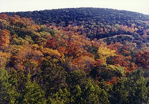 Hillside of colors