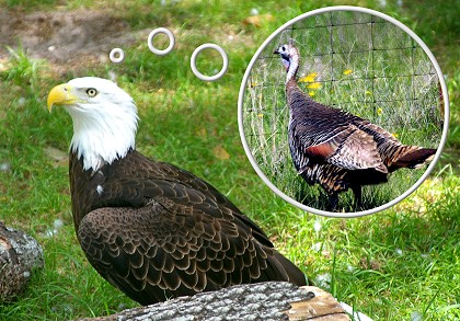 Eagle or Turkey?