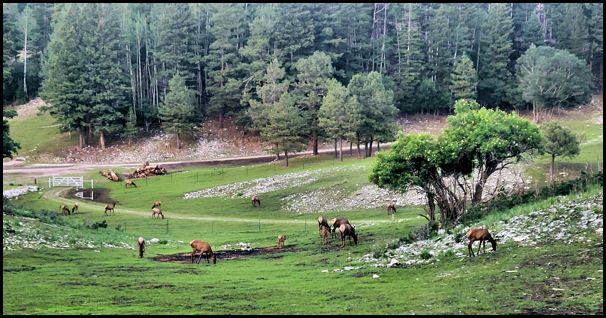 Elk Grazing