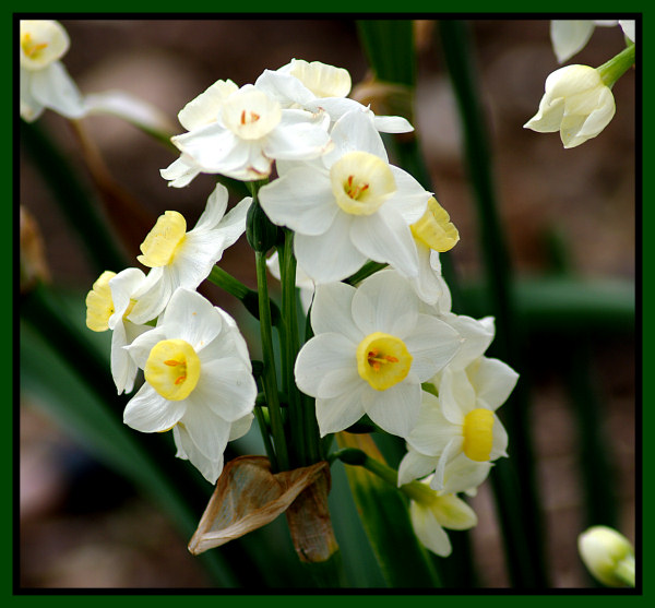 white flowers