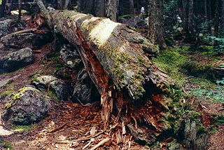 Fallen Tree in Glacier NP