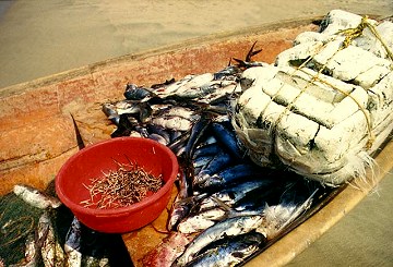 fish in boat