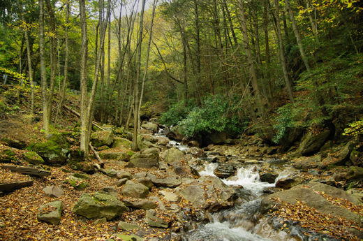 Forest Stream in Lehigh Gorge State Park, PA.