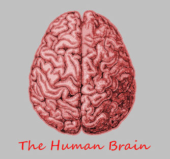 human brain