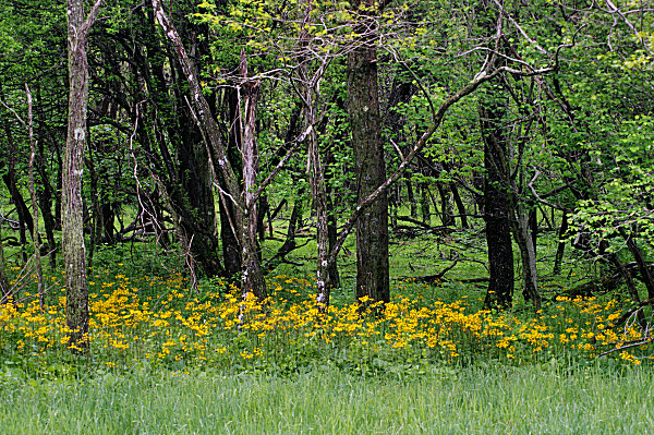 Layer forest