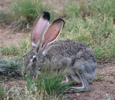 West Texas jackrabbit