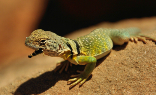 Lizard with grasshopper