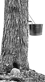 maple sap