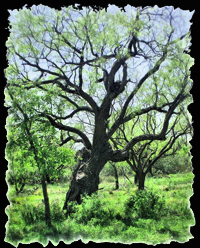 The Mesquite Tree