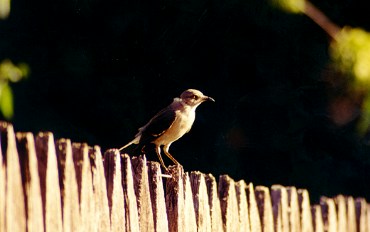 Angry Mockingbird