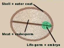 Parts of a seed