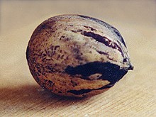 A pecan as a seed