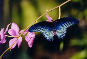 Butterfly photo