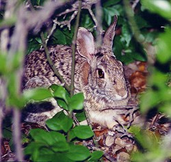 Rabbit hiding