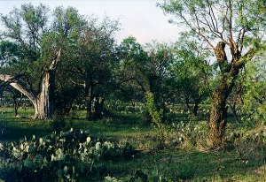 Pasture on the Sabbath