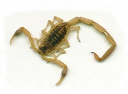 Scorpion = he was alive!