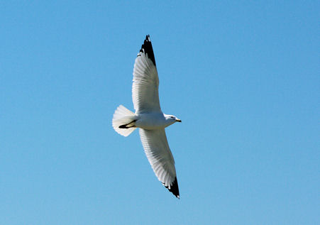 Seagul in flight