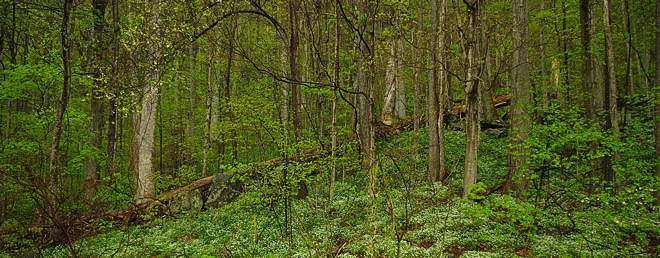 Smoky Mountian National Park