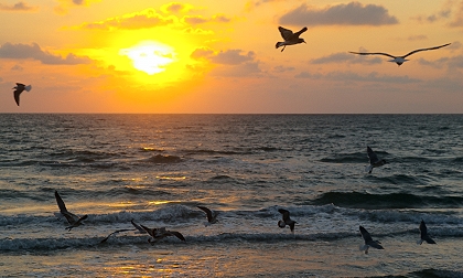 Gulls at sunrise at South Padre Island, Texas