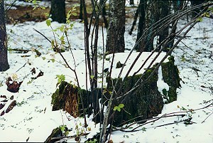 stump in the snow