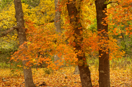 Lost Maples Natural Area