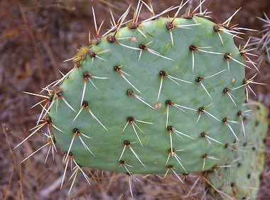 Prickly Pear