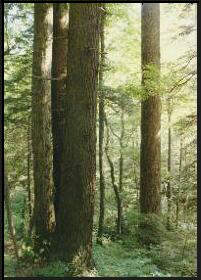 Forest in Smoky Mountains