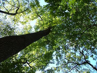 Looking Up