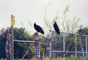 Vultures