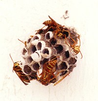 Nest of wasps