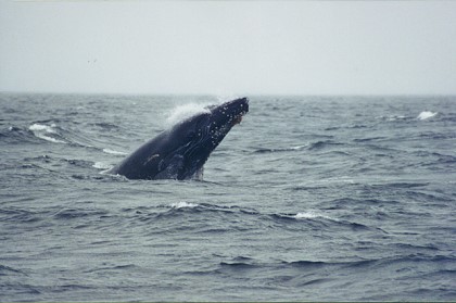 Humpback whale breaching of the coast of Alaska