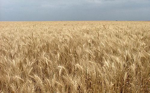 Wheat Field ready for a harves