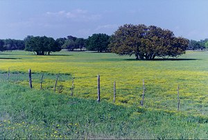 Spring roadside