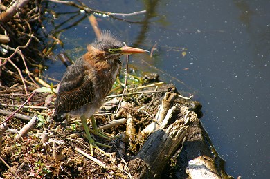 A young bird in the Florida Everglades